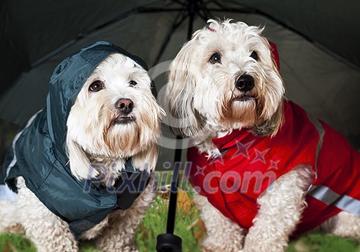 Two coton de tulear dogs in raincoats under umbrella Two coton de tulear dogs in raincoats under umbrella