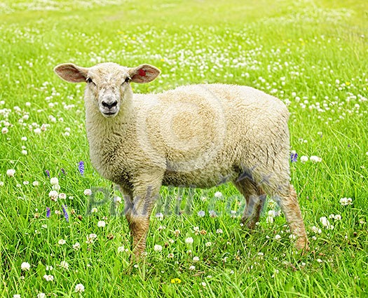Cute funny sheep or lamb in green meadow Cute funny sheep or lamb in green meadow