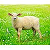 Cute funny sheep or lamb in green meadow