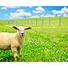 Cute funny sheep or lamb in green meadow