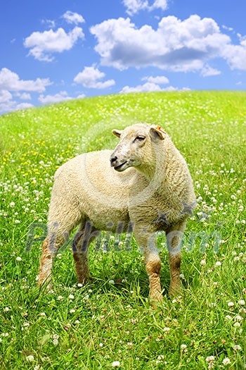 Cute funny sheep or lamb in green meadow Cute funny sheep or lamb in green meadow