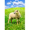Cute funny sheep or lamb in green meadow