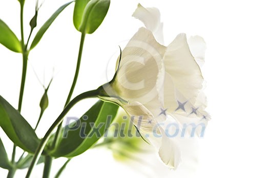 Flowers called prairie rose isolated on white background Flowers called prairie rose isolated on white background