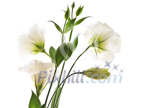 Flowers called prairie rose isolated on white background Flowers called prairie rose isolated on white background