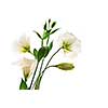 Flowers called prairie rose isolated on white background