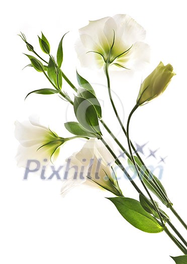 Flowers called prairie rose isolated on white background Flowers called prairie rose isolated on white background