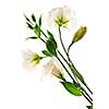 Flowers called prairie rose isolated on white background