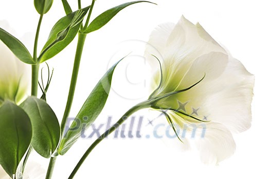 Flowers called prairie rose isolated on white background Flowers called prairie rose isolated on white background