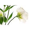 Flowers called prairie rose isolated on white background
