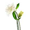Flowers called prairie rose isolated on white background