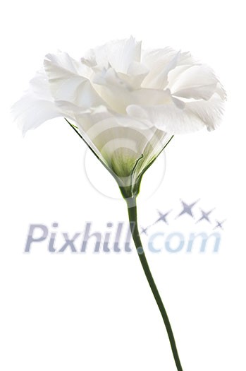 Flower called prairie rose isolated on white background Flower called prairie rose isolated on white background