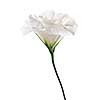 Flower called prairie rose isolated on white background