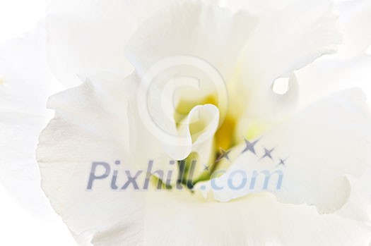 Flower called prairie rose isolated on white background Flower called prairie rose isolated on white background