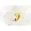 Flower called prairie rose isolated on white background