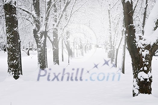 Lane in winter park with snow covered trees Lane in winter park with snow covered trees