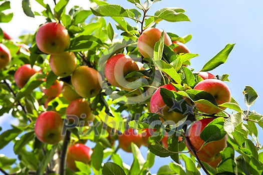Organic ripe apples ready to pick on tree branches Organic ripe apples ready to pick on tree branches