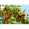 Organic ripe apples ready to pick on tree branches