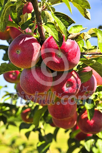 Organic ripe apples ready to pick on tree branches Organic ripe apples ready to pick on tree branches