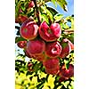 Organic ripe apples ready to pick on tree branches