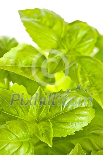 Fresh green basil close up isolated on white background Fresh green basil close up isolated on white background