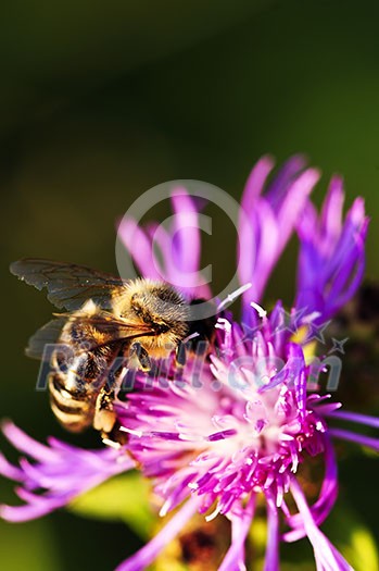 Close up of honey bee on knapweed flower Close up of honey bee on knapweed flower