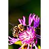 Close up of honey bee on knapweed flower