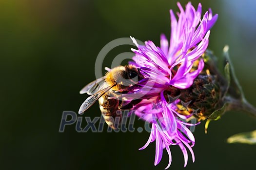 Close up of honey bee on knapweed flower Close up of honey bee on knapweed flower