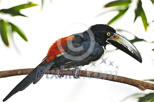 Collared Aracari toucan bird perched on branch Collared Aracari toucan bird perched on branch