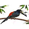 Collared Aracari toucan bird perched on branch