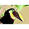 Chestnut mandibled toucan yellow and black bird profile