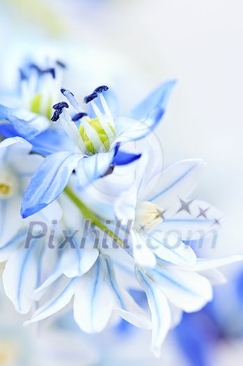 Floral background of first spring flowers close up Floral background of first spring flowers close up