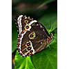 Beautiful blue morpho butterfly sitting on a plant