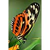 Large tiger butterfly sitting on a flower