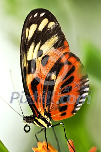 Large tiger butterfly sitting on a flower Large tiger butterfly sitting on a flower