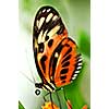 Large tiger butterfly sitting on a flower