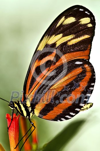 Large tiger butterfly sitting on a flower Large tiger butterfly sitting on a flower