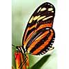 Large tiger butterfly sitting on a flower