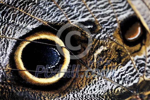Extreme closeup of owl butterfly wing spots Extreme closeup of owl butterfly wing spots