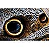Extreme closeup of owl butterfly wing spots