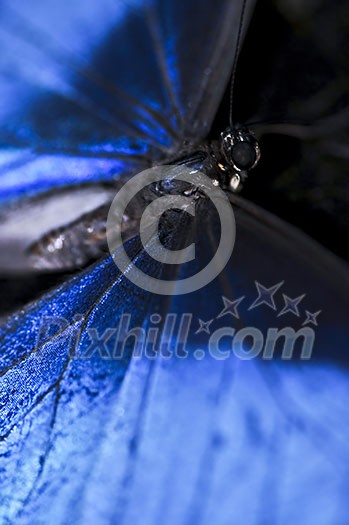 Closeup of a beautiful blue morpho butterly Closeup of a beautiful blue morpho butterly