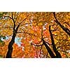 Beautiful maple trees with red foliage in early fall