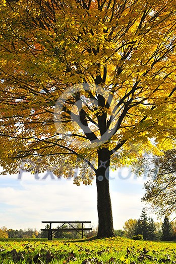 Group of colorful trees in autumn park Group of colorful trees in autumn park