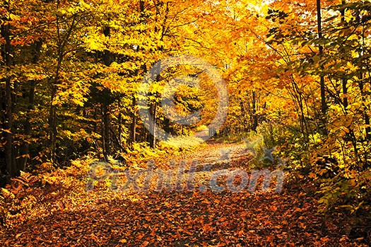 Colorful fall forest on a warm autumn day Colorful fall forest on a warm autumn day