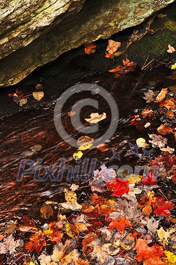 Shore of fall forest with colorful leaves floating in water Shore of fall forest with colorful leaves floating in water