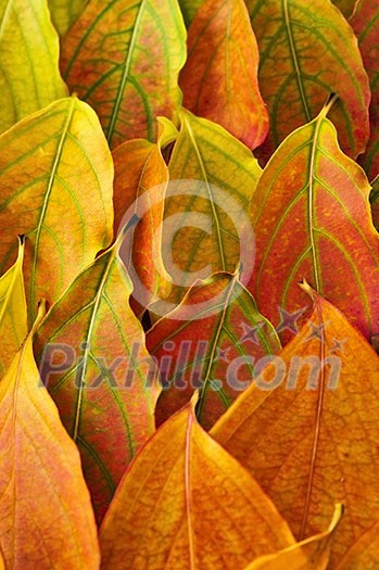 Colorful fall background of arranged autumn leaves Colorful fall background of arranged autumn leaves