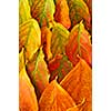 Colorful fall background of arranged autumn leaves