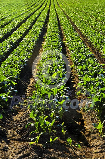 Rows of turnip plants in a cultivated farmers field Rows of turnip plants in a cultivated farmers field