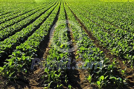 Rows of turnip plants in a cultivated farmers field Rows of turnip plants in a cultivated farmers field
