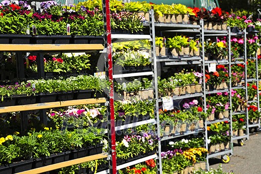 Flowers and plants for sale for planting in spring Flowers and plants for sale for planting in spring