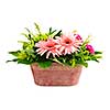 Isolated floral arrangement with gerbera and chrysanthemums